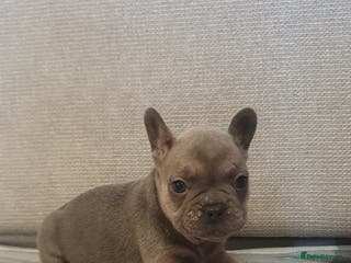 French Bulldog dogs 🐾 Adorable French Bulldog Puppies for Sale! 🐾 - Advert 5