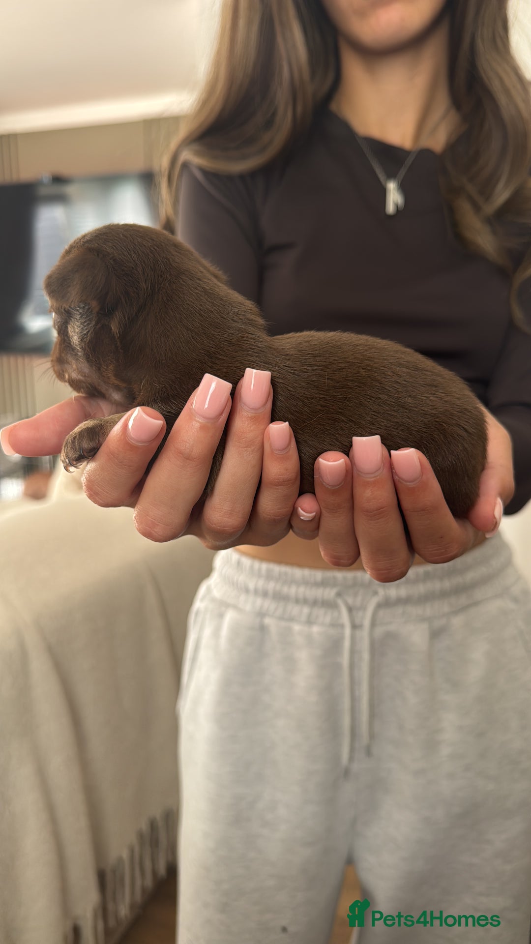 Chihuahua dogs for sale: Beautiful chihuahua pups - Image 4