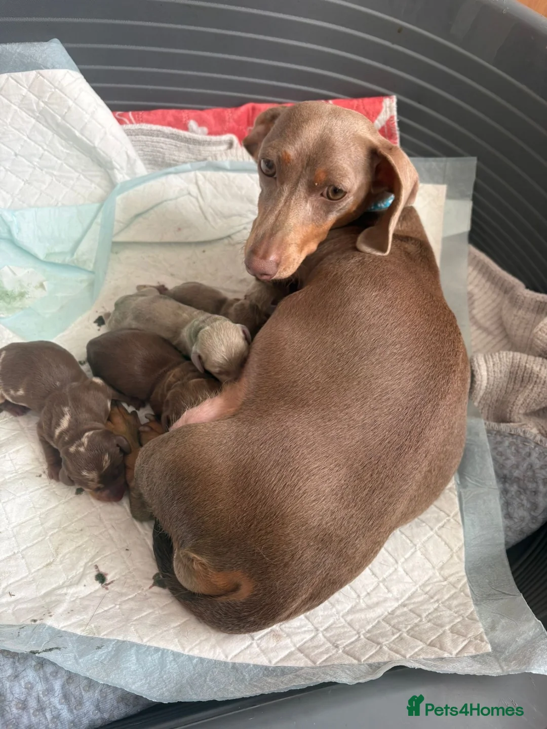 Miniature Dachshund dogs for sale: Miniature dachshunds  - Advert 1
