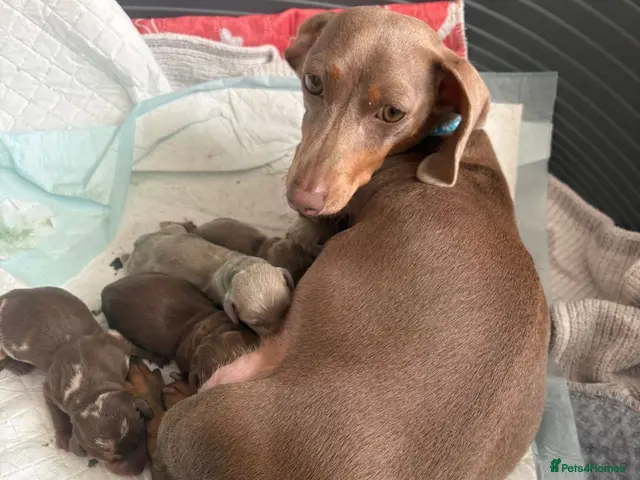 Miniature Dachshund dogs for sale: Miniature dachshunds - Advert 3