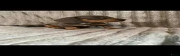 Miniature Dachshund dogs for sale: Dachshund pups - ready next week - Advert 5