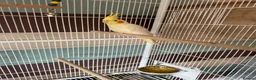 Cockatiels birds for sale: Pair of cockatiels with large flight cage  - Advert 6