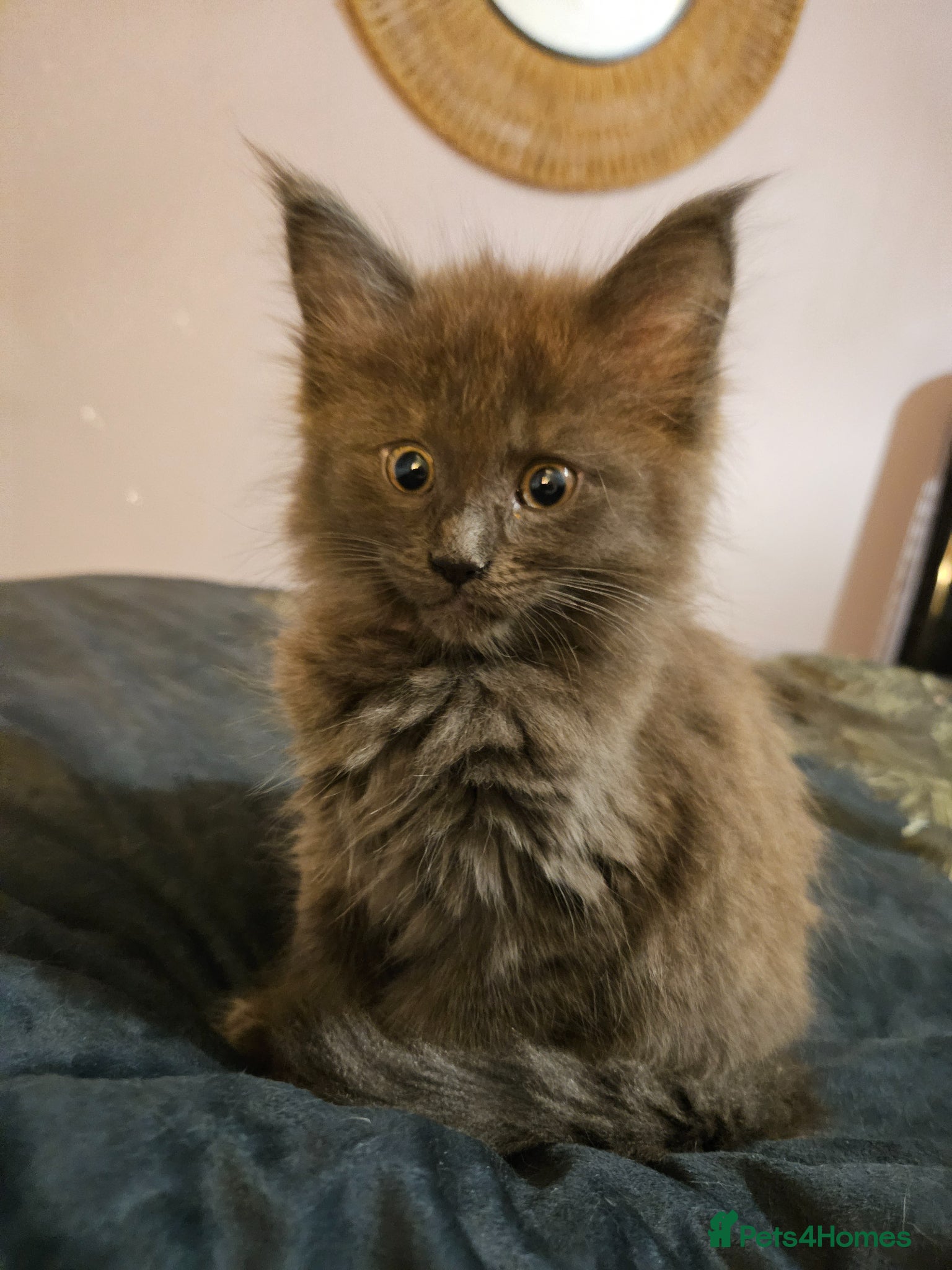 Maine Coon cats NEW PICS GCCF registered Blue  Maine coon litter  - Advert 16