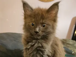 Maine Coon cats NEW PICS GCCF registered Blue Maine coon litter - Advert 1