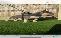 French Bulldog dogs for stud: Lambo in Tipton - Image 3