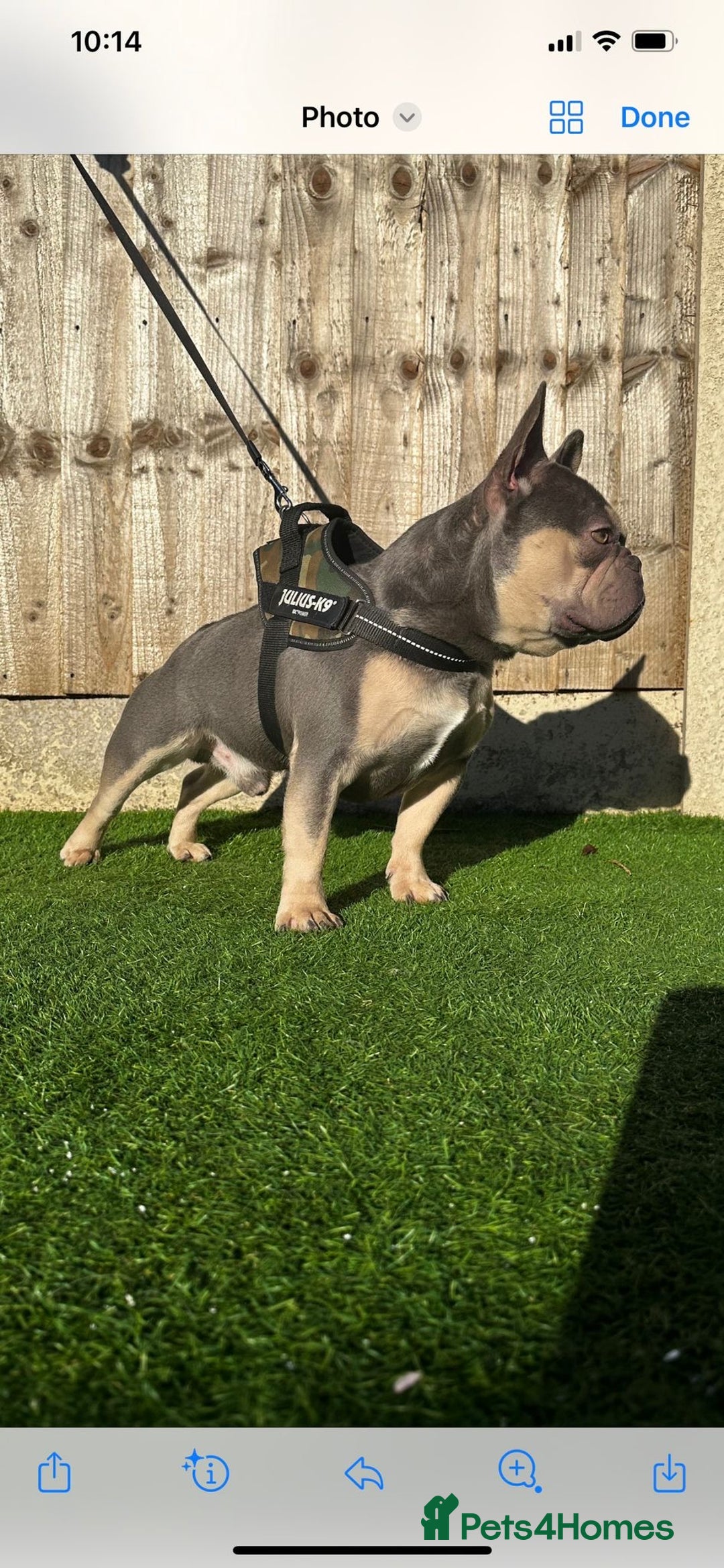 French Bulldog dogs for stud: Lambo in Tipton - Image 3