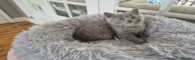 British Shorthair 6