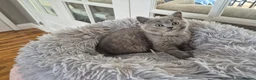 British Shorthair cats for sale: Ready! From GCCF parents with champions in line - Advert 5