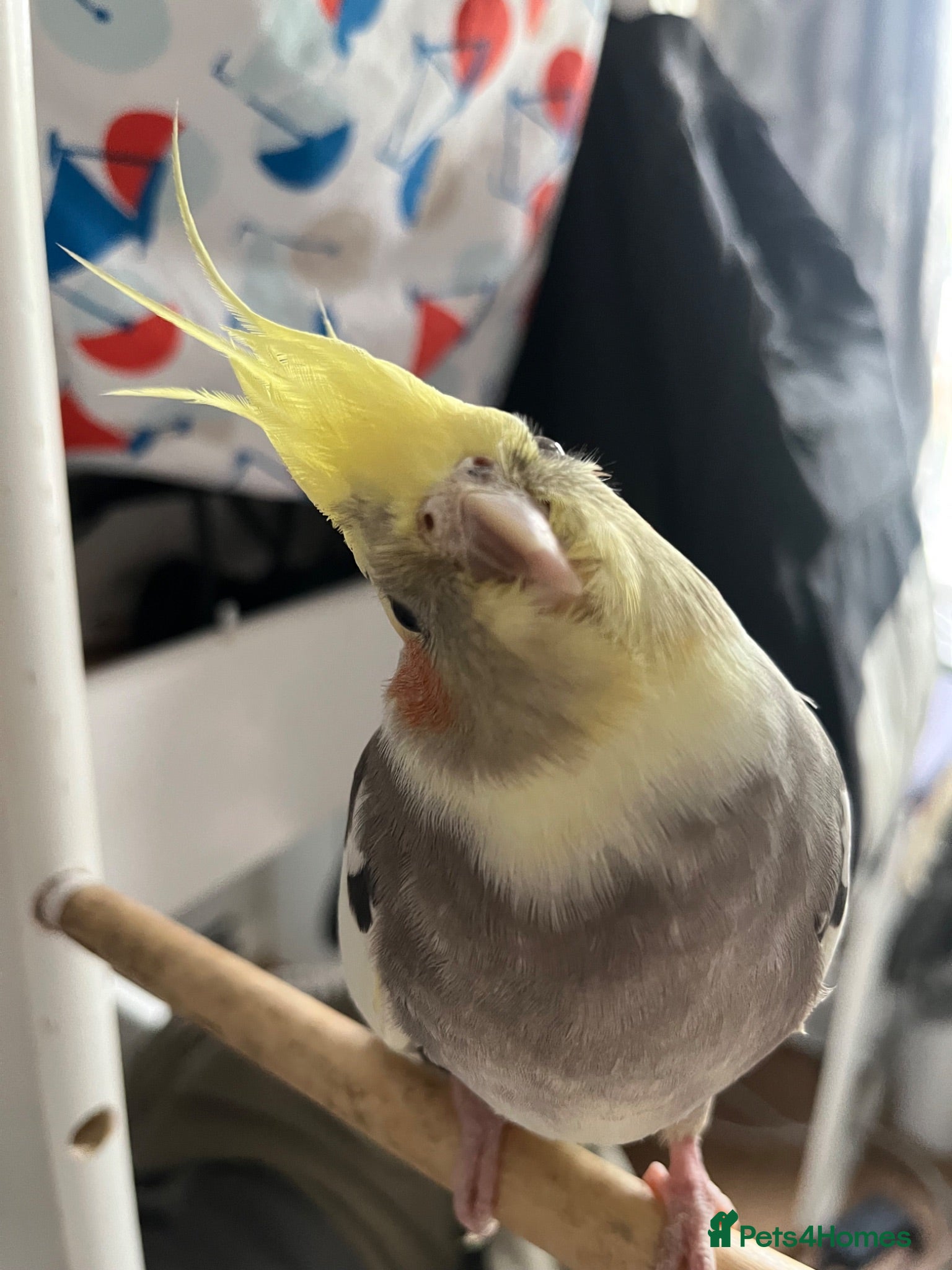 Cockatiels birds Fully tamed cockatiel - Advert 21