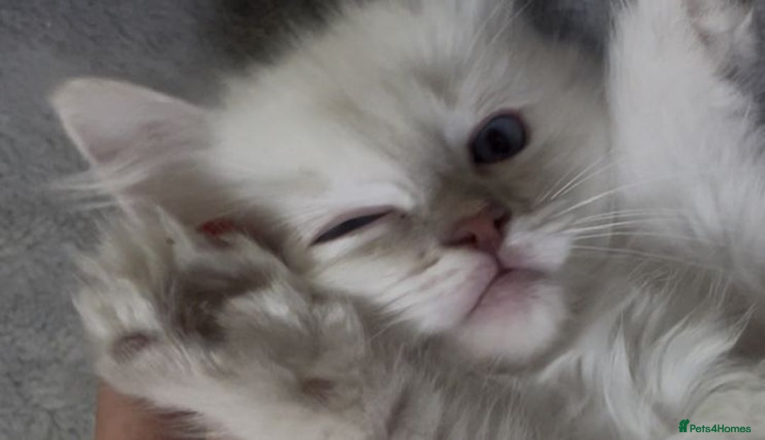 Ragdoll cats for sale: Adorable Ragdoll kittens - lilac sealpoint! 🐈 - Image 4