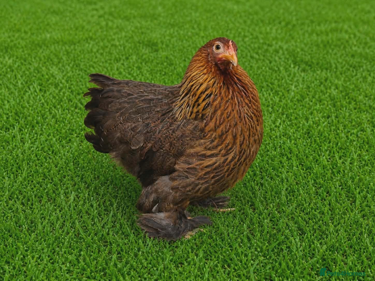 Chickens poultry POL HENS, CHICKS, QUAIL and DUCKS AVAILABLE  - Advert 2