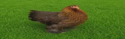 Chickens poultry for sale: POL HENS, CHICKS, QUAIL and DUCKS AVAILABLE  - Advert 2