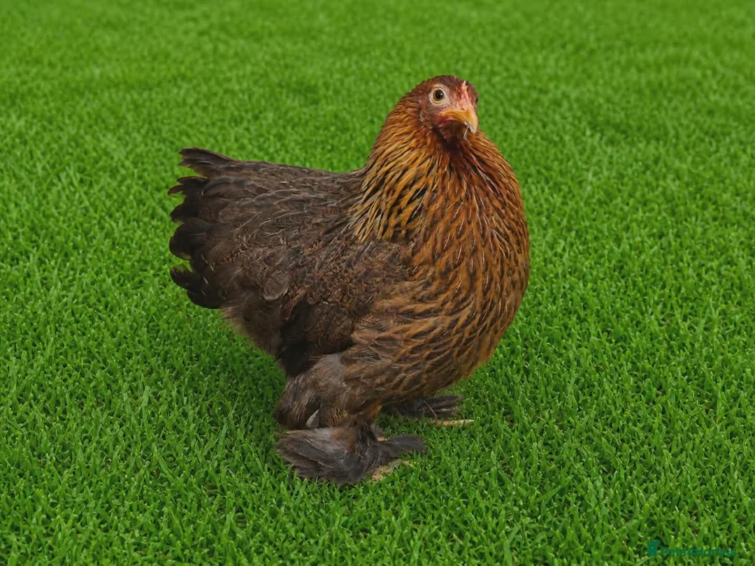 Chickens poultry for sale: POL HENS, CHICKS, QUAIL and DUCKS AVAILABLE  - Advert 2