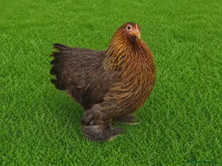 Chickens poultry POL HENS, CHICKS, QUAIL and DUCKS AVAILABLE - Advert 2