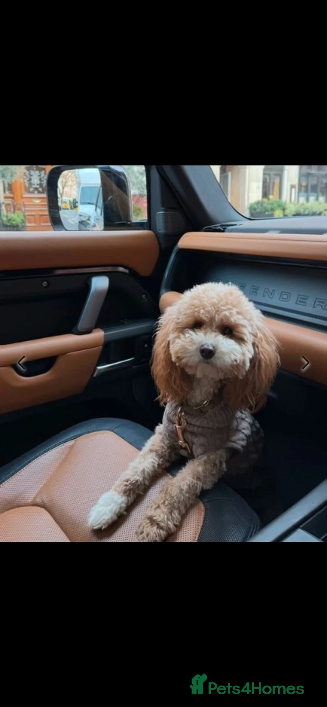 Toy Poodle dogs for sale: Apricot Toy Poodle female - Advert 1