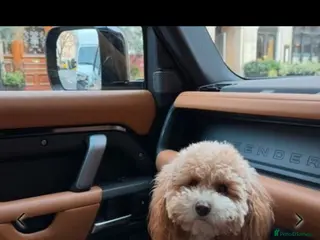 Toy Poodle dogs Apricot Toy Poodle female - Advert 1