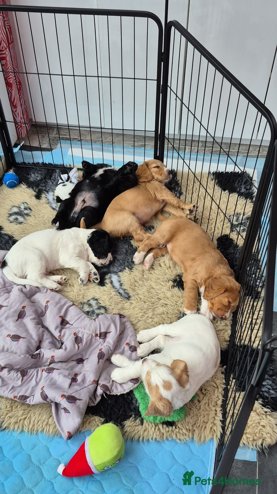 Cocker Spaniel dogs 5 beautiful cocker puppies - Advert 14