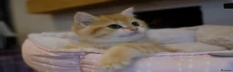 British Shorthair cats for sale: Gorgeous BSH GOLDEN BOYS TICA reg - Advert 6