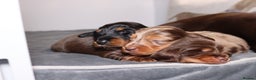 Miniature Dachshund dogs for sale: Exceptional miniature longhaired dachshunds  - Advert 10