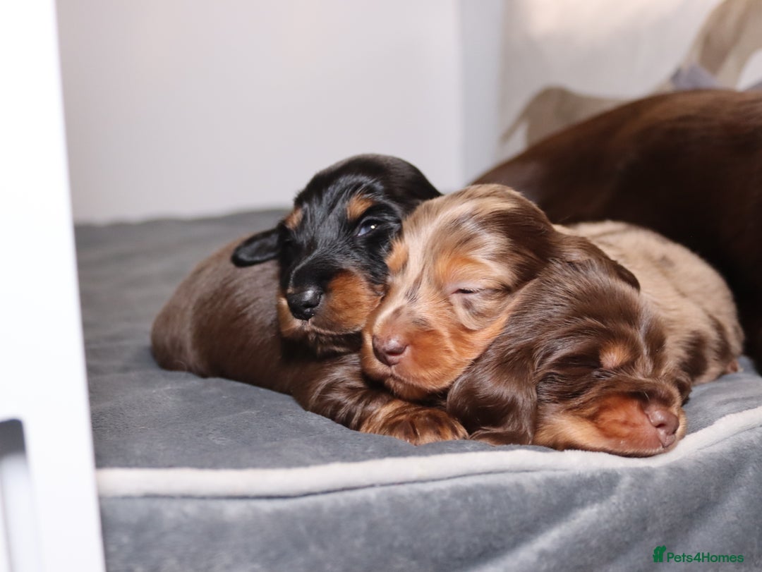 Miniature Dachshund dogs for sale: Exceptional miniature longhaired dachshunds  - Advert 10