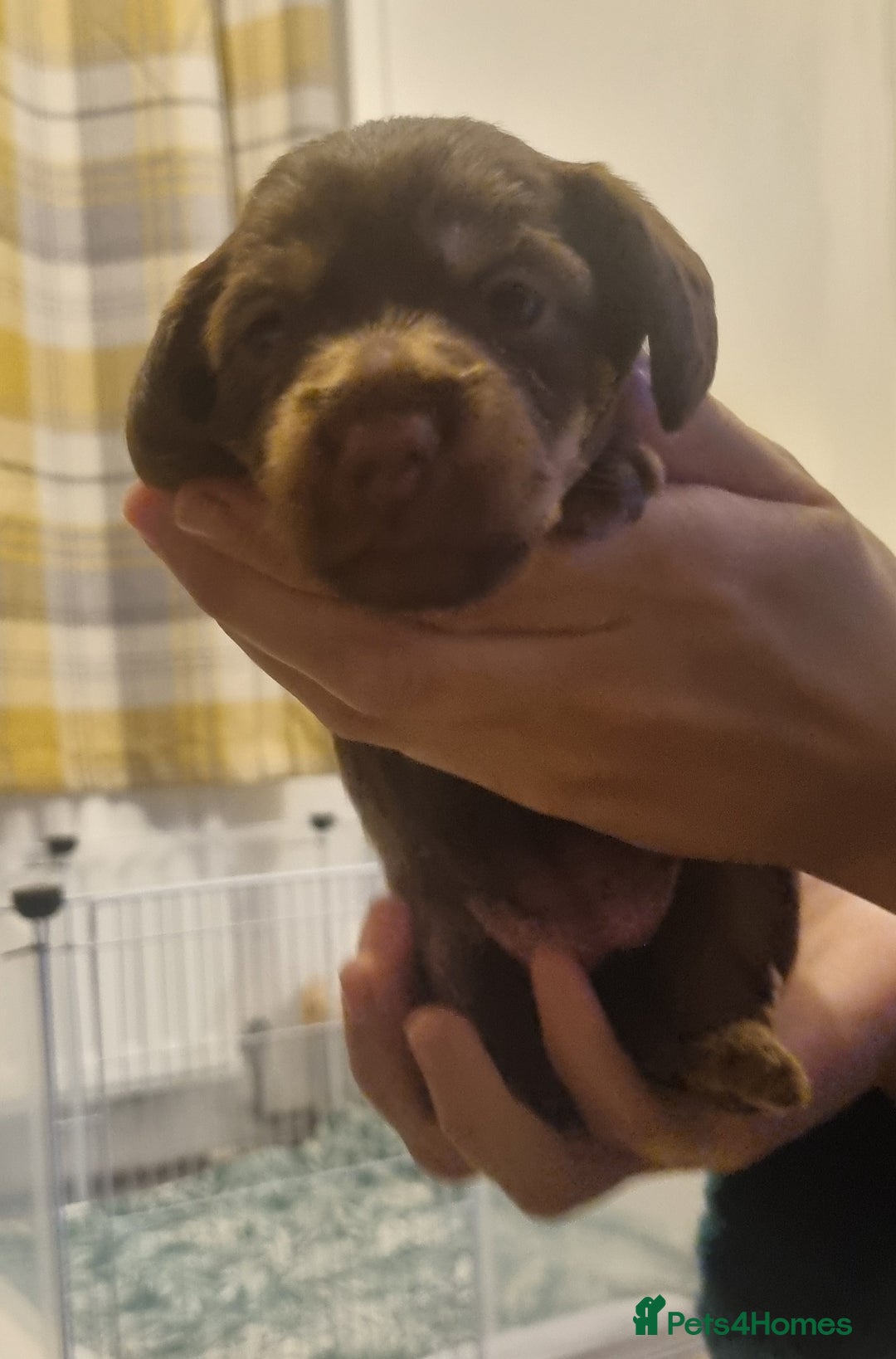 Mixed Breed dogs for sale: Dachschund x doxipoo puppies - Image 13