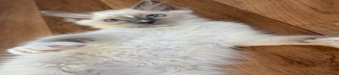 Ragdoll Kitten 5