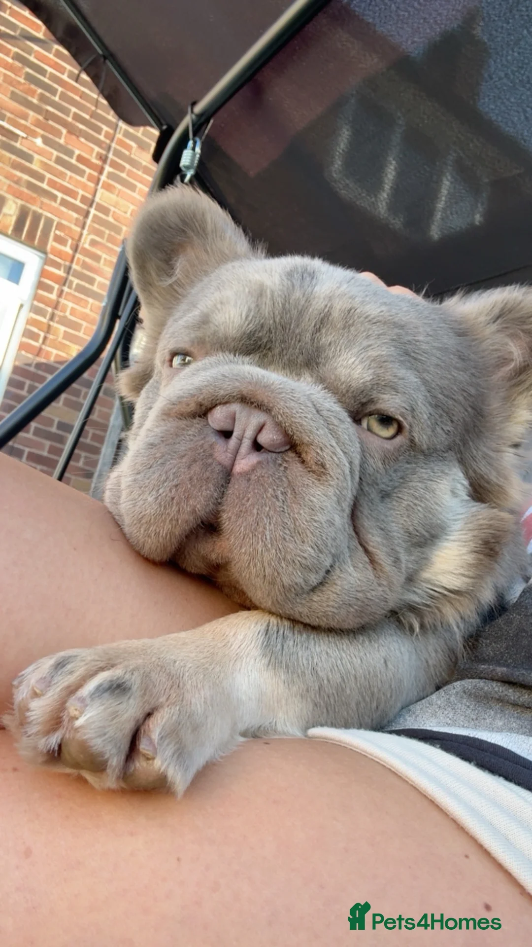 French Bulldog dogs for sale: Lilac and Tan Fluffy Male - Advert 2