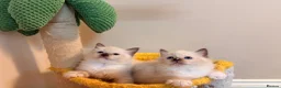 Ragdoll cats for sale: Stunning 🌟 Pure 🌟 Ragdoll Kittens PKD/HCM ✅  - Advert 2