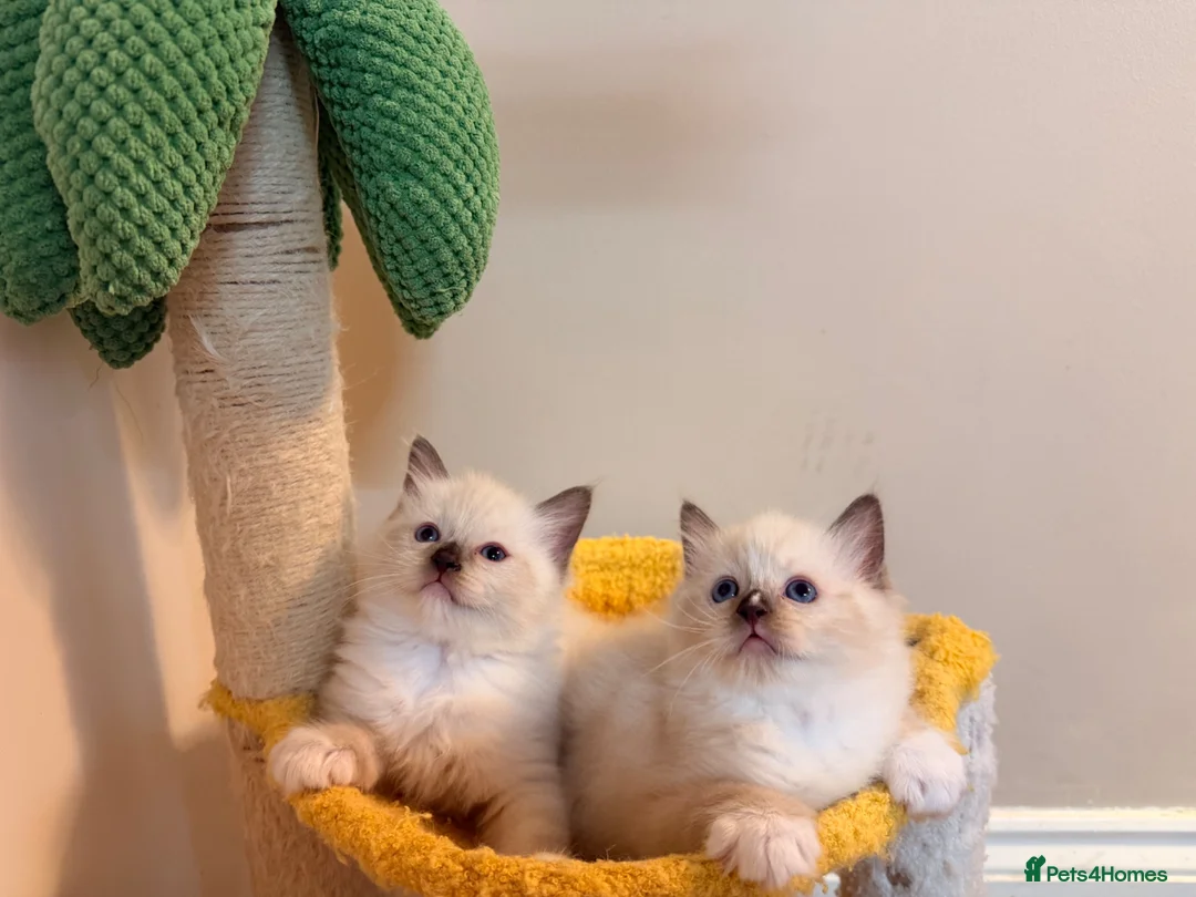 Ragdoll cats for sale: Stunning 🌟 Pure 🌟 Ragdoll Kittens PKD/HCM ✅  - Advert 2