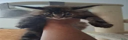 Maine Coon cats for sale: Outstanding xl mainecoons russian blood line - Advert 18
