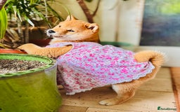 Japanese Shiba Inu dogs for sale: KC reg Japanese Shiba Inu puppies  - Image 2