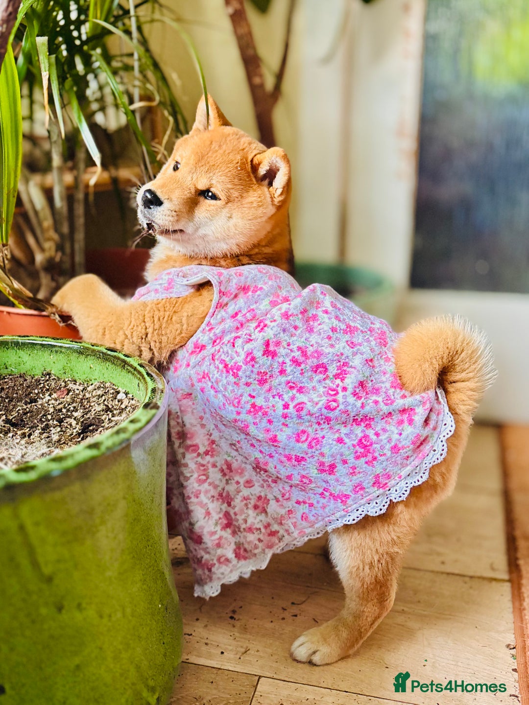 Japanese Shiba Inu dogs for sale: KC reg Japanese Shiba Inu puppies  - Image 2