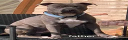 Staffordshire Bull Terrier dogs for sale: American Staffordshire terrier.ready to leave!!!  - Advert 8