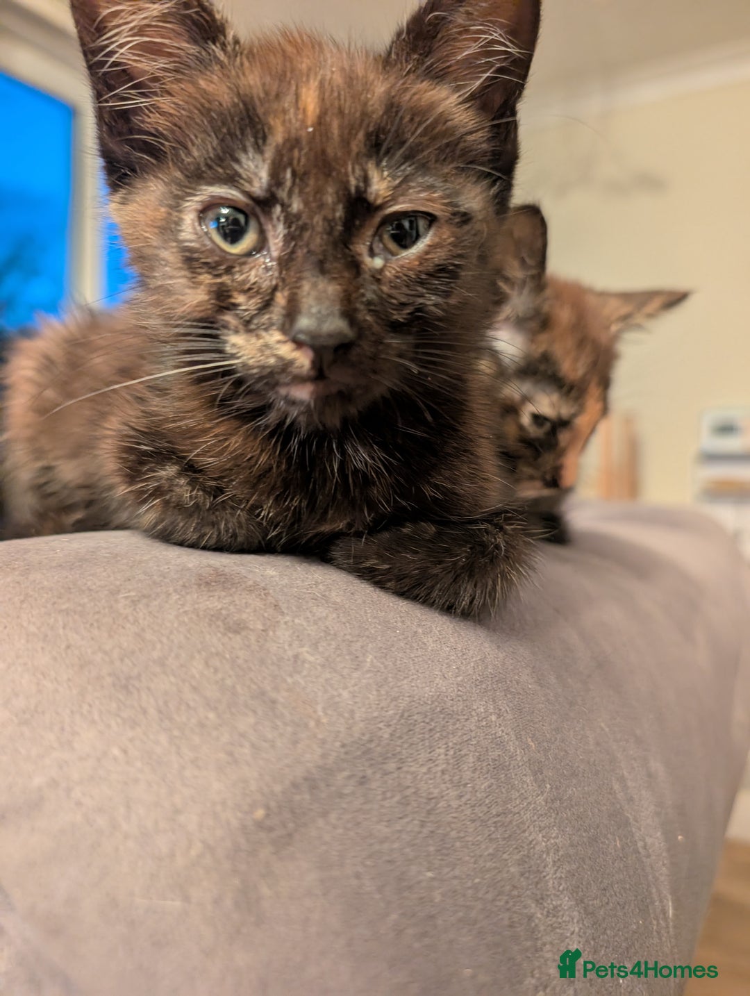 Mixed Breed cats for sale: Cross mainecoon kittens  - Image 4