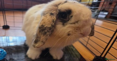Mini Lop rabbits - Advert 14
