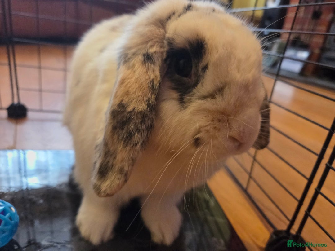 Mini Lop rabbits for sale: Male Rabbit in need of forever home.  - Image 3