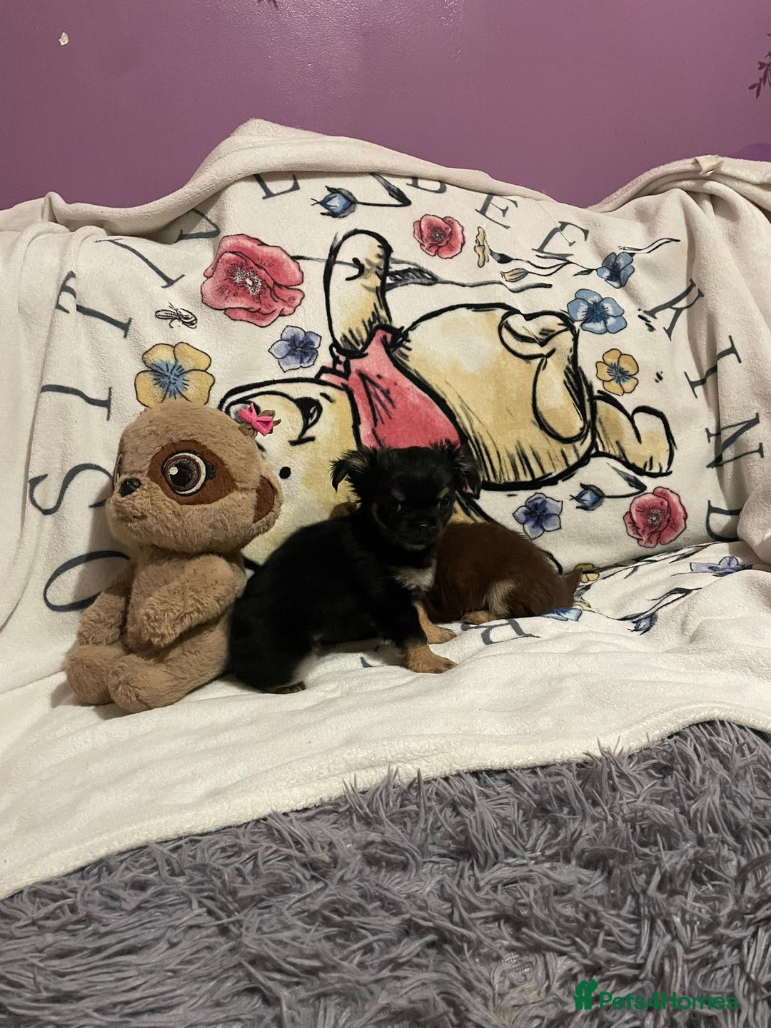 Chihuahua dogs for sale: Beautiful tiny little chihuahua girls - Advert 11