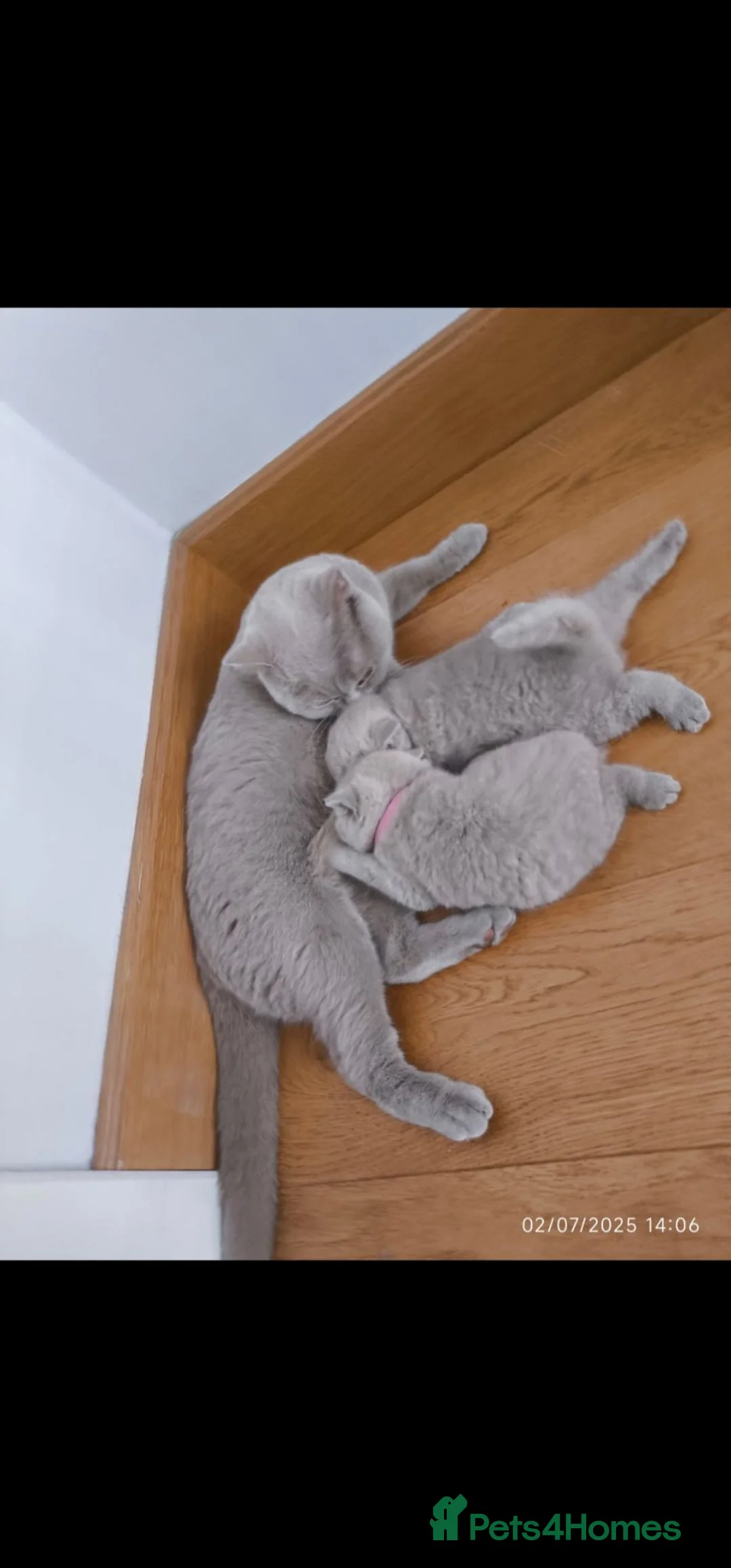British Shorthair cats for sale: Chuncky breed GCCF Lilac British shorthair - Advert 28
