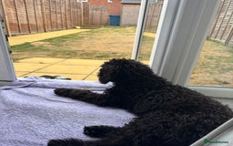Cockapoo dogs for sale: 4 1/2 month cockapoo looking for his forever home - Image 6