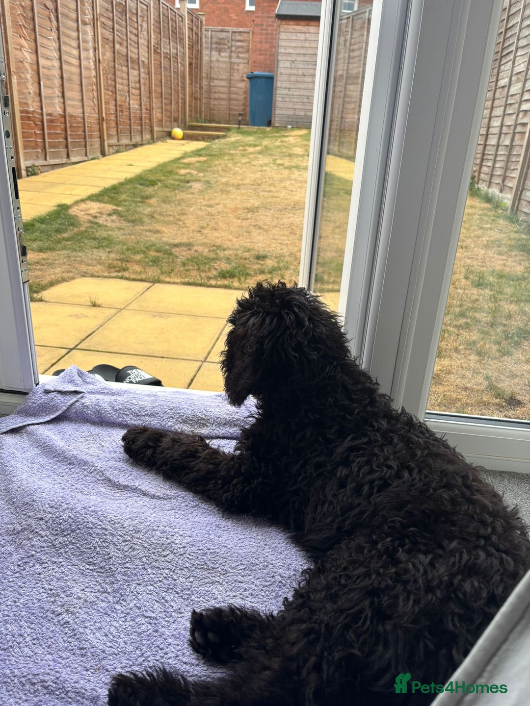Cockapoo dogs for sale: 4 1/2 month cockapoo looking for his forever home - Image 6