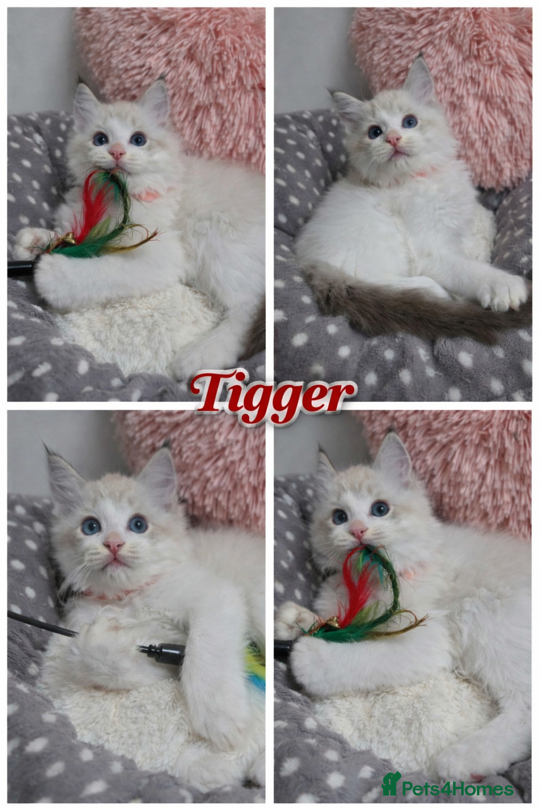 Ragdoll cats for sale: Beautiful GCCF Registered kittens - Advert 9