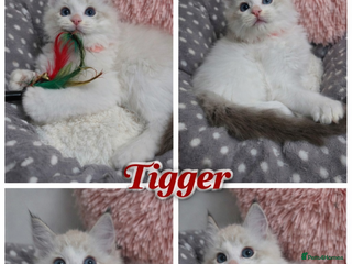 Ragdoll cats Beautiful GCCF Registered kittens - Advert 8