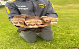 Ferret rodents for sale: Ferrets  - Image 1