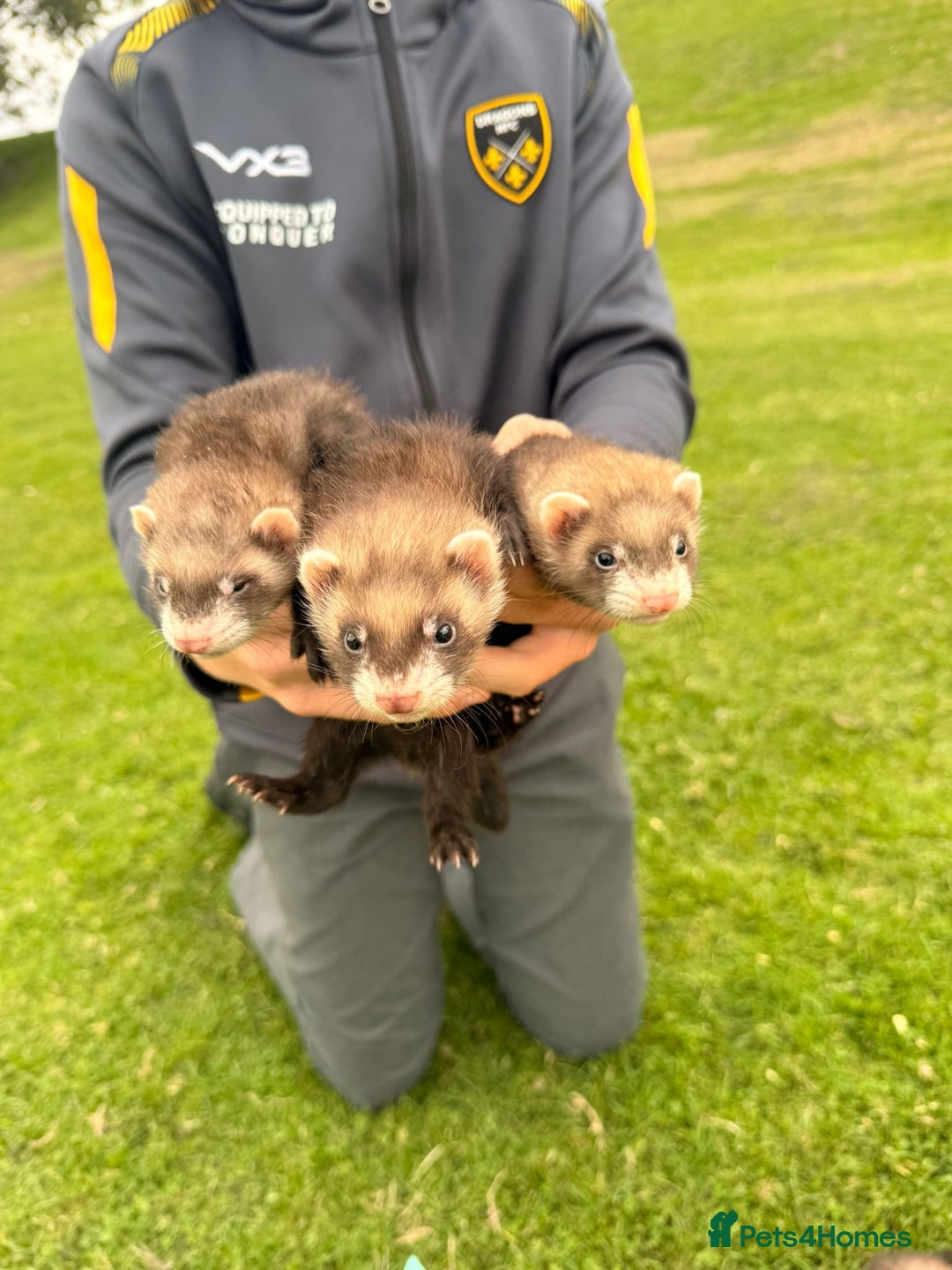 Ferret rodents for sale: Ferrets  - Image 1