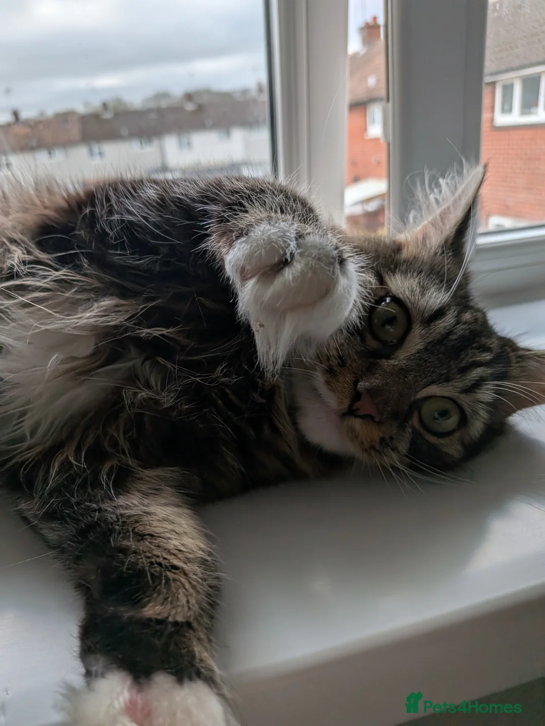 Mixed Breed cats for sale: Male kitten 7 months old  in Coventry - Advert 7