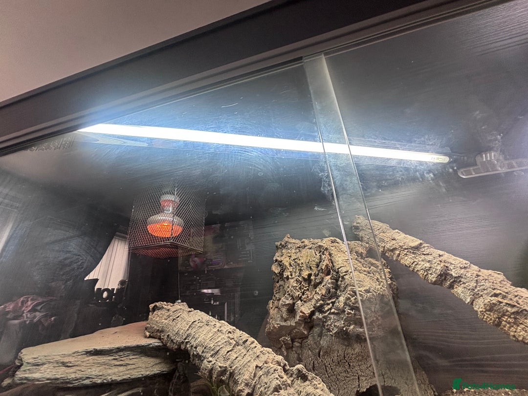 Bearded Dragon reptiles for sale: Bearded dragon with full set up  - Image 3