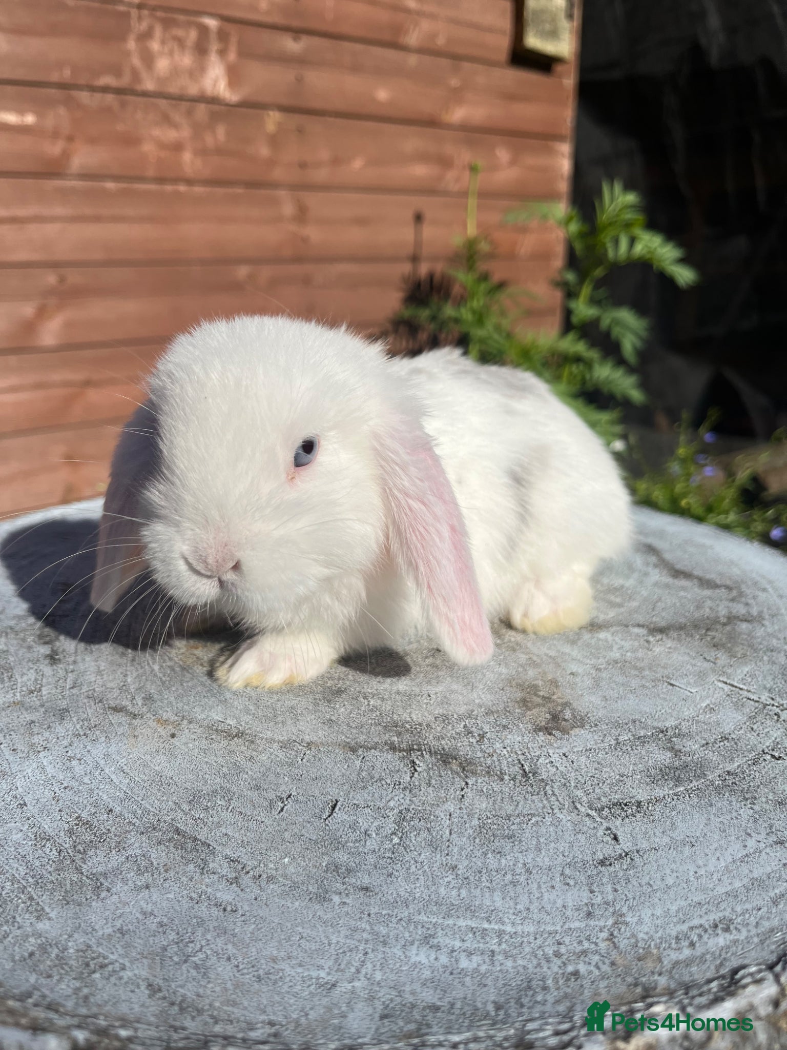 Mini Lop rabbits Mixed litter of adorable mini lops  - Advert 17