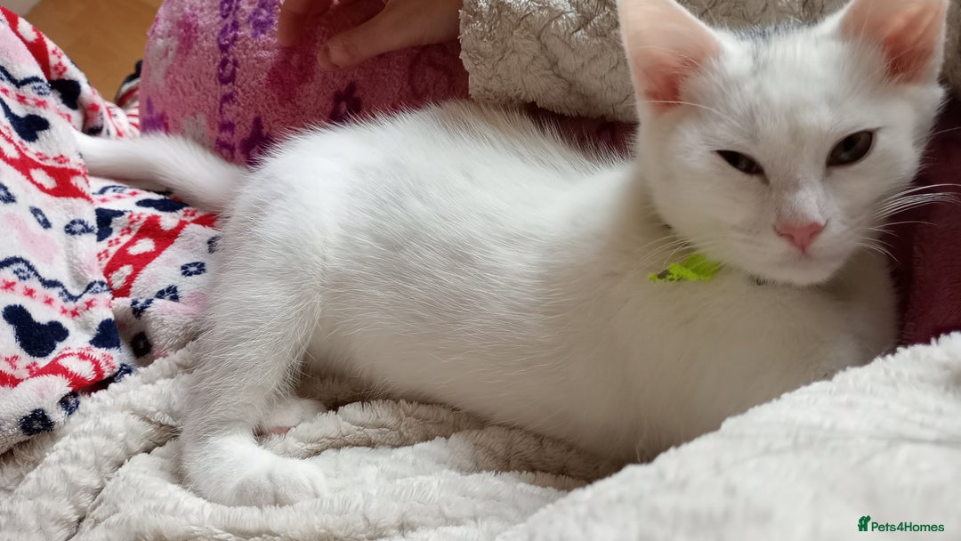 Ragdoll cats for sale: Turkish Angora / Shorthair cross - Image 2