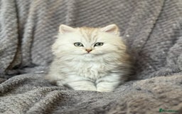 British Longhair cats for sale: Stunning fluffy Maine coon x british longhair  - Image 7