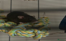 Rat rodents for sale: Female Pair of Rats - Image 2